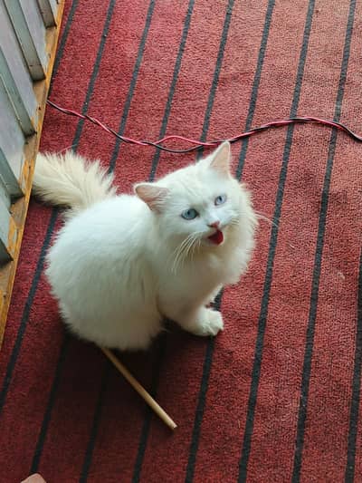 Australian cat
