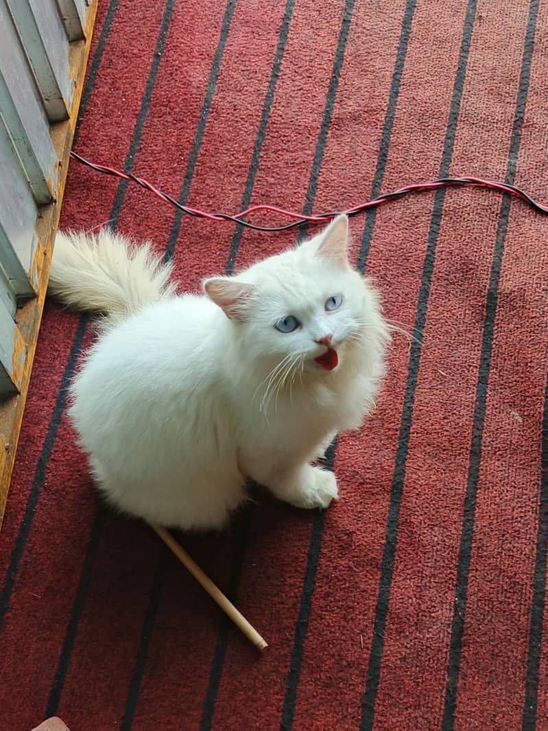 Australian cat 0