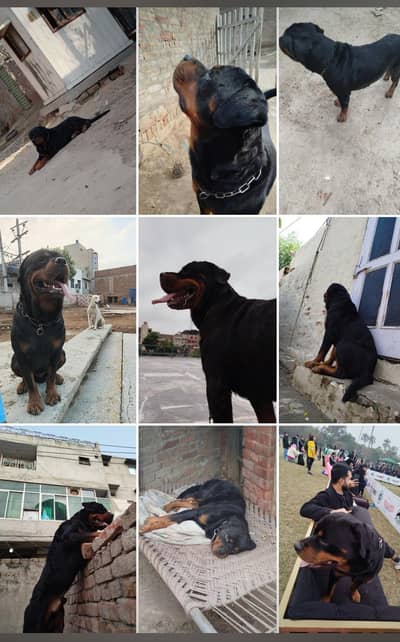 rottweiler breeder 100 present result
