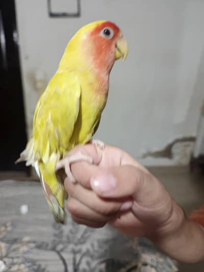 hand tame love bird female