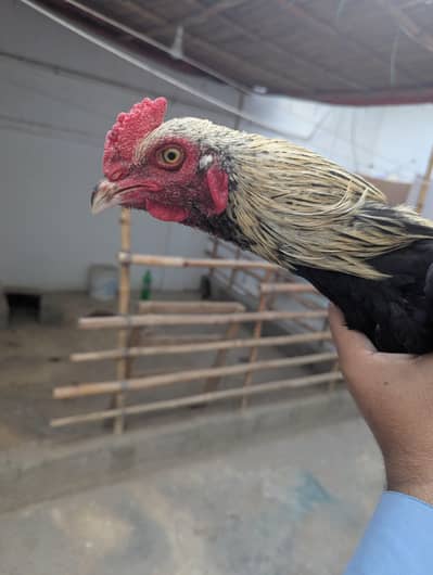 aseel jawa male mianwali female available
