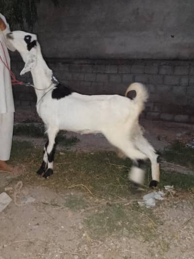 bakri for sale