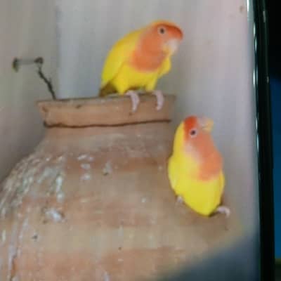 Lutino 5 breeder pairs + matki + chicks