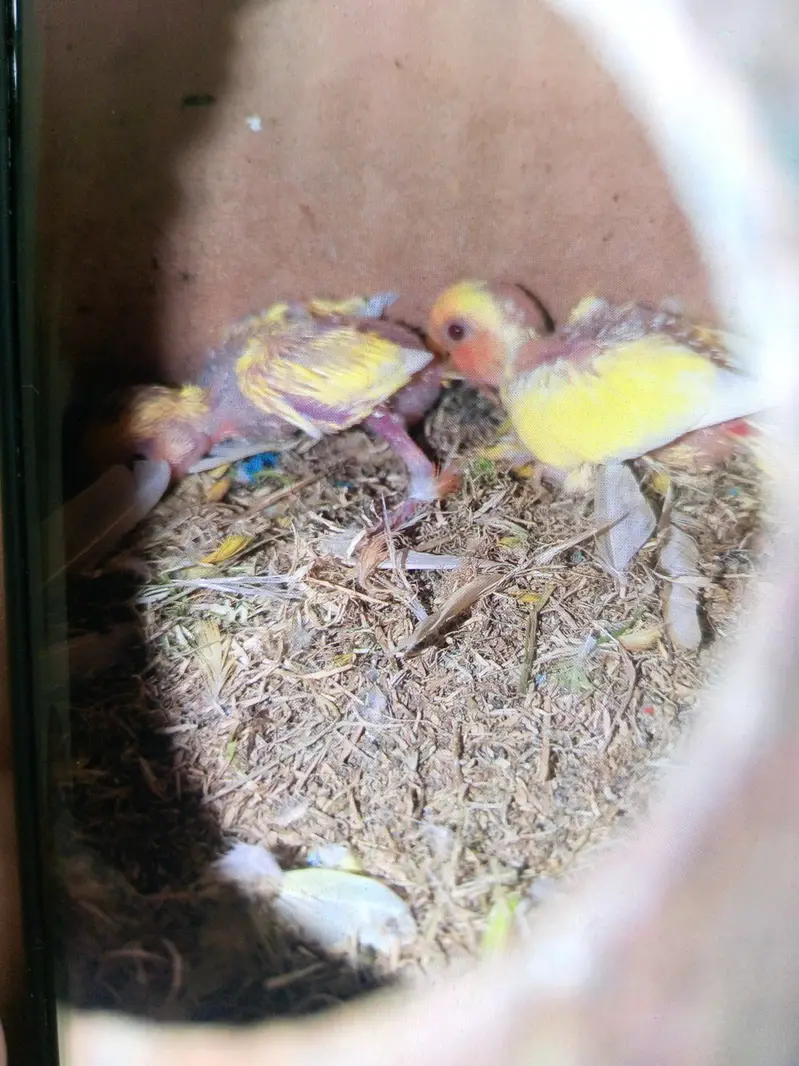 Lutino 5 breeder pairs + matki + chicks — photo 2