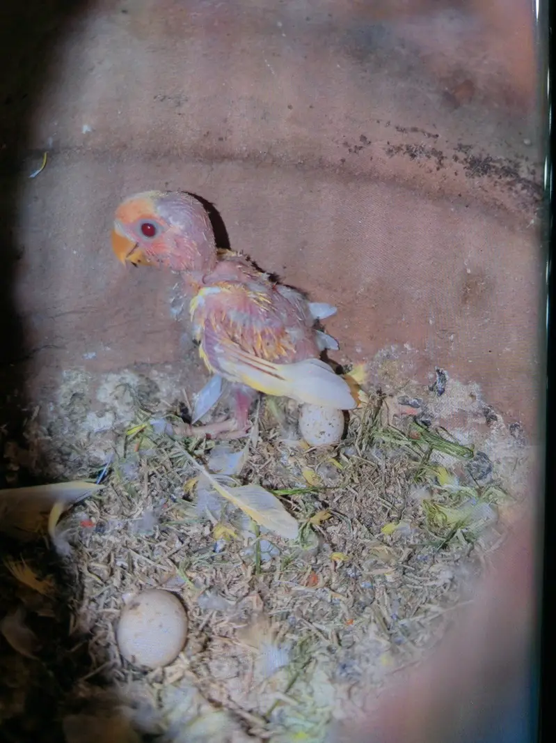 Lutino 5 breeder pairs + matki + chicks — photo 3