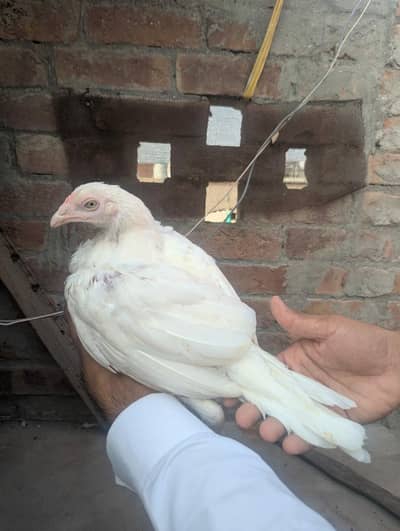 Mianwali heera aseel