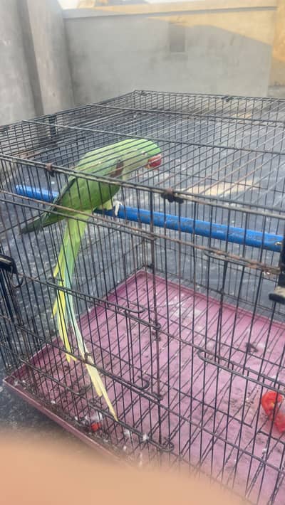 Raw parrot  hand taim 03042866653 bolta b he