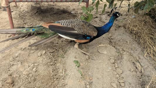 Peacock male healthy active