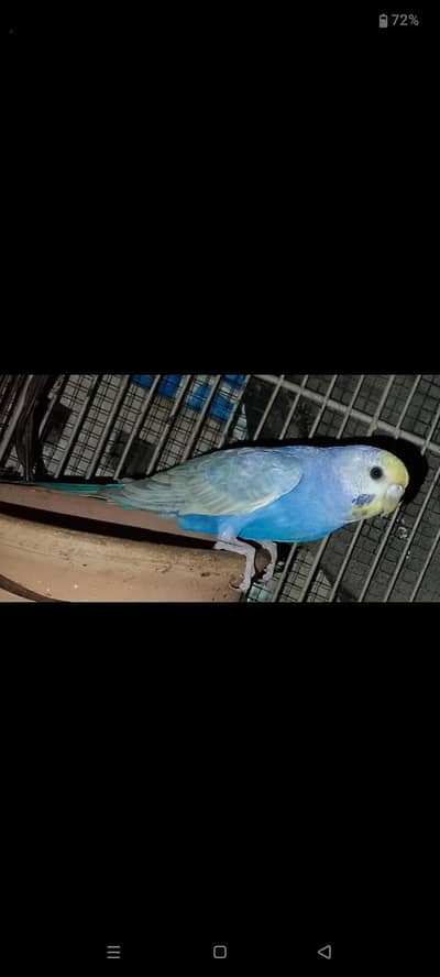 Rainbow Clear Wing - Age 5 to 6 Months - Breeding Quality`