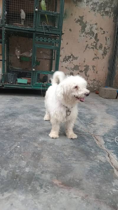 poodle for sale