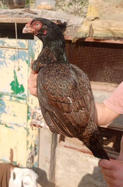 Amrohi javi madi for sale