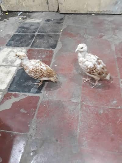 White tetar kids