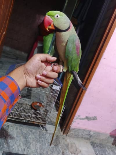 Raw Parrot