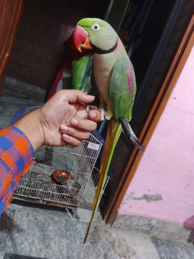Raw Parrot 0