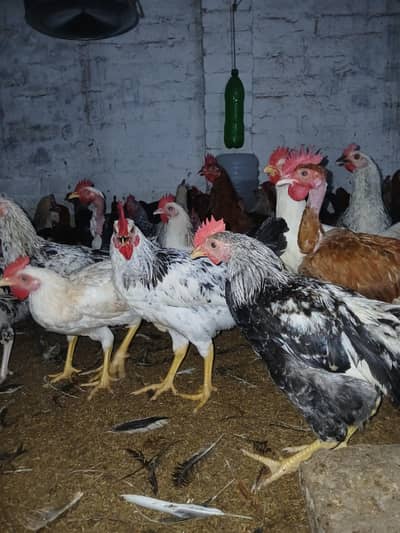 murgay for sale | golden misri | desi | fayoumi | lohman