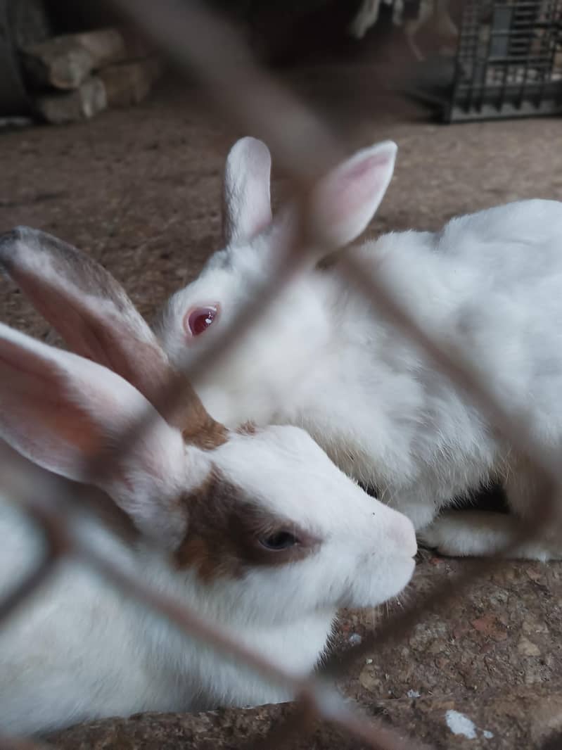 rabbit pair 0