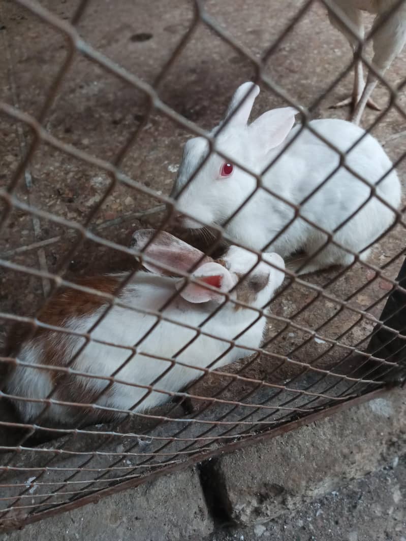 rabbit pair 1