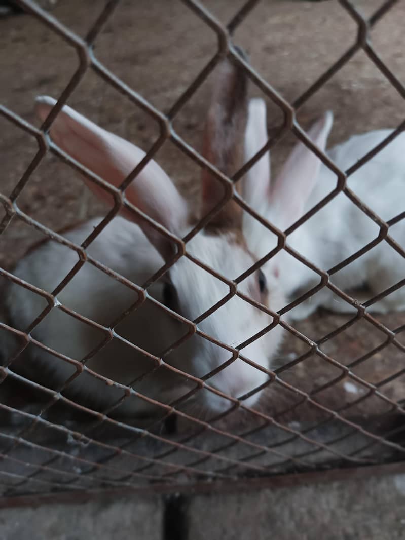 rabbit pair 2