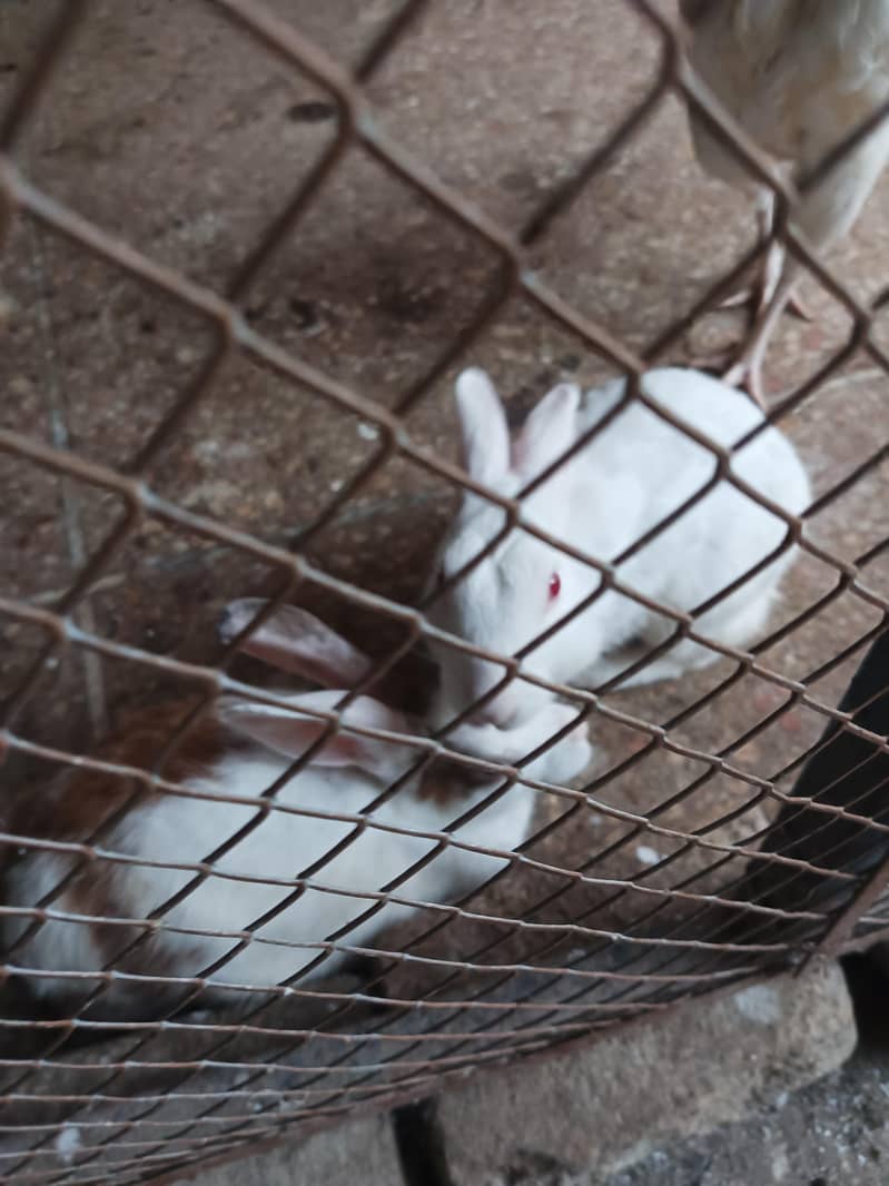 rabbit pair 3