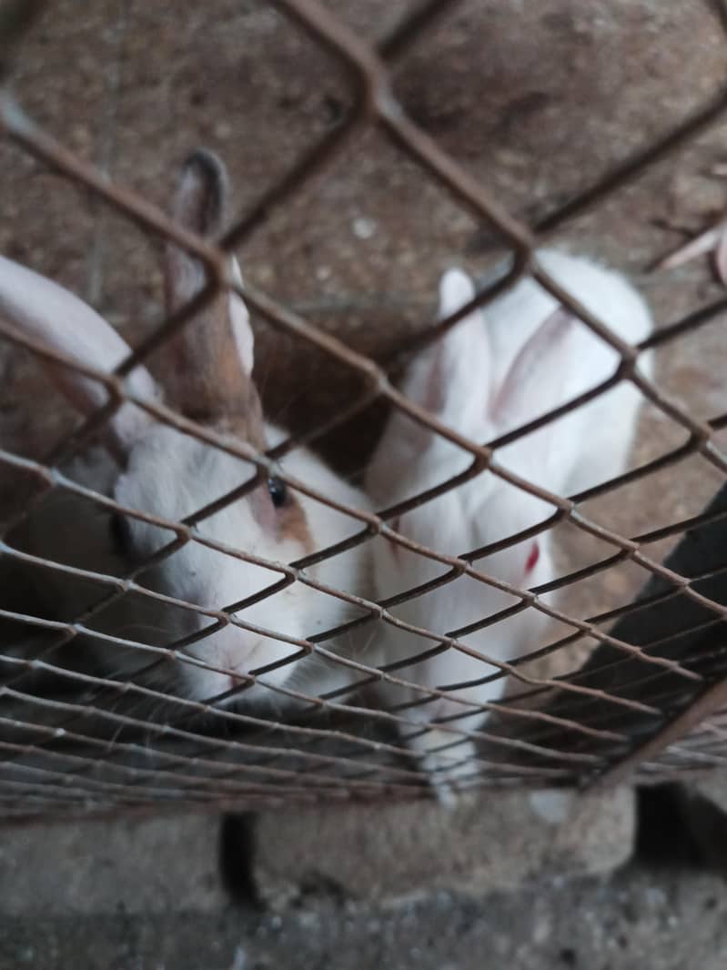 rabbit pair 4