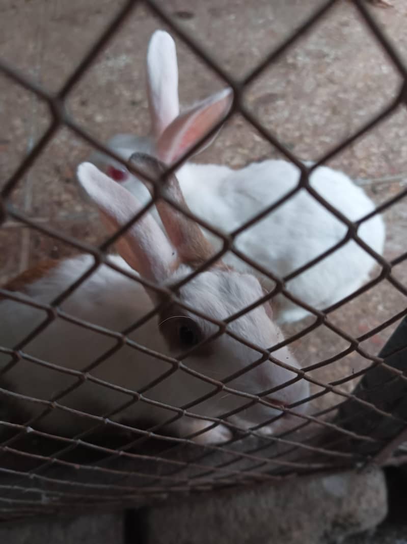 rabbit pair 5