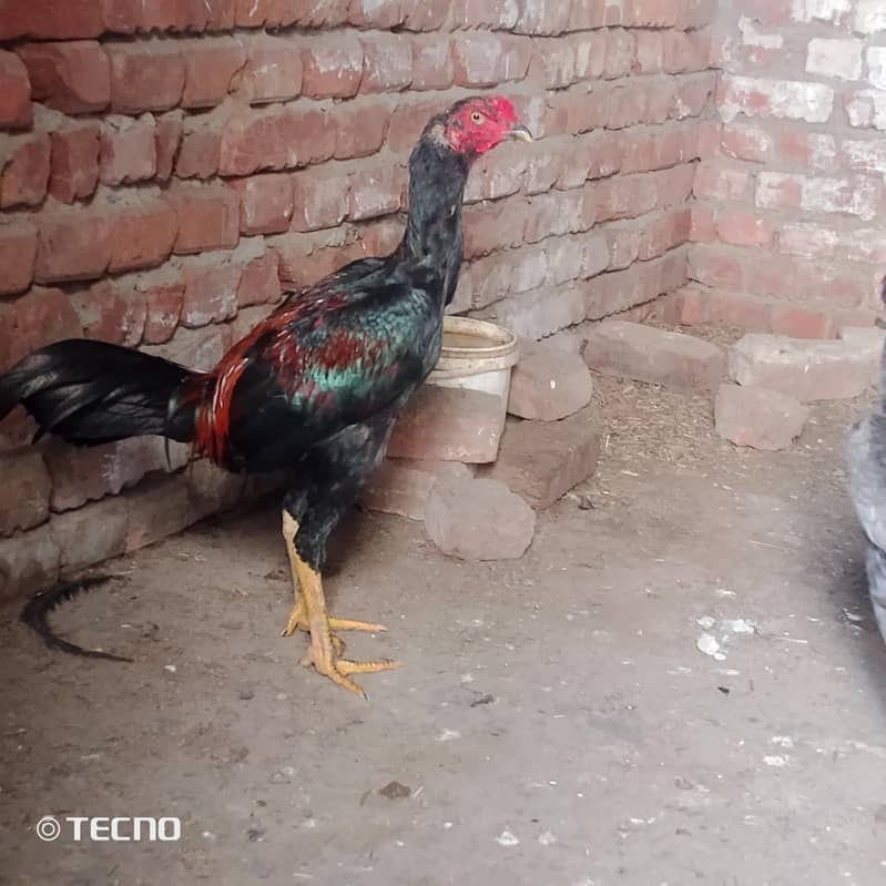 bharmi 0