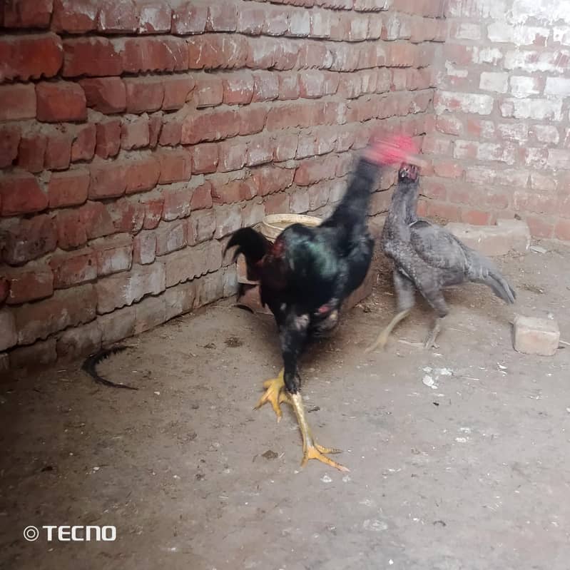 bharmi 1