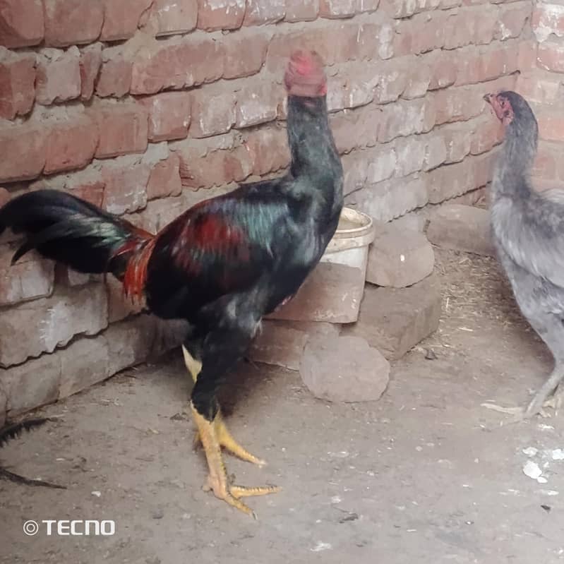 bharmi 2