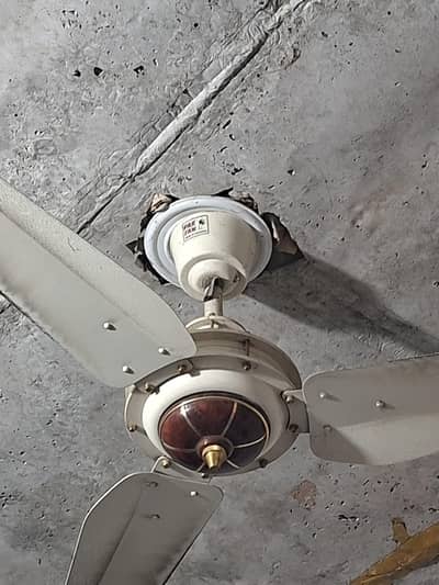 Pak fan ceiling 56"