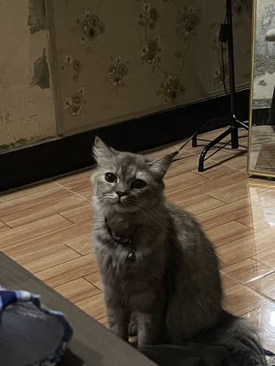 `Beautiful Pure Persian Cat - Litter Trained - Healthy & Playful -