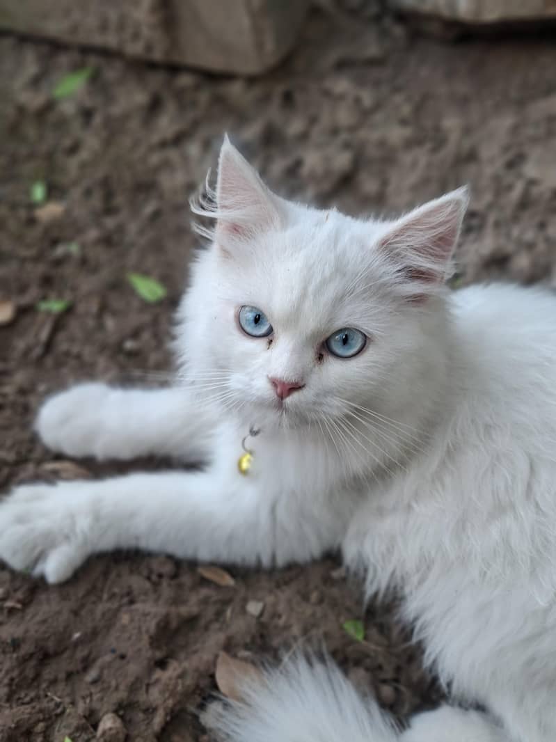 persian 1