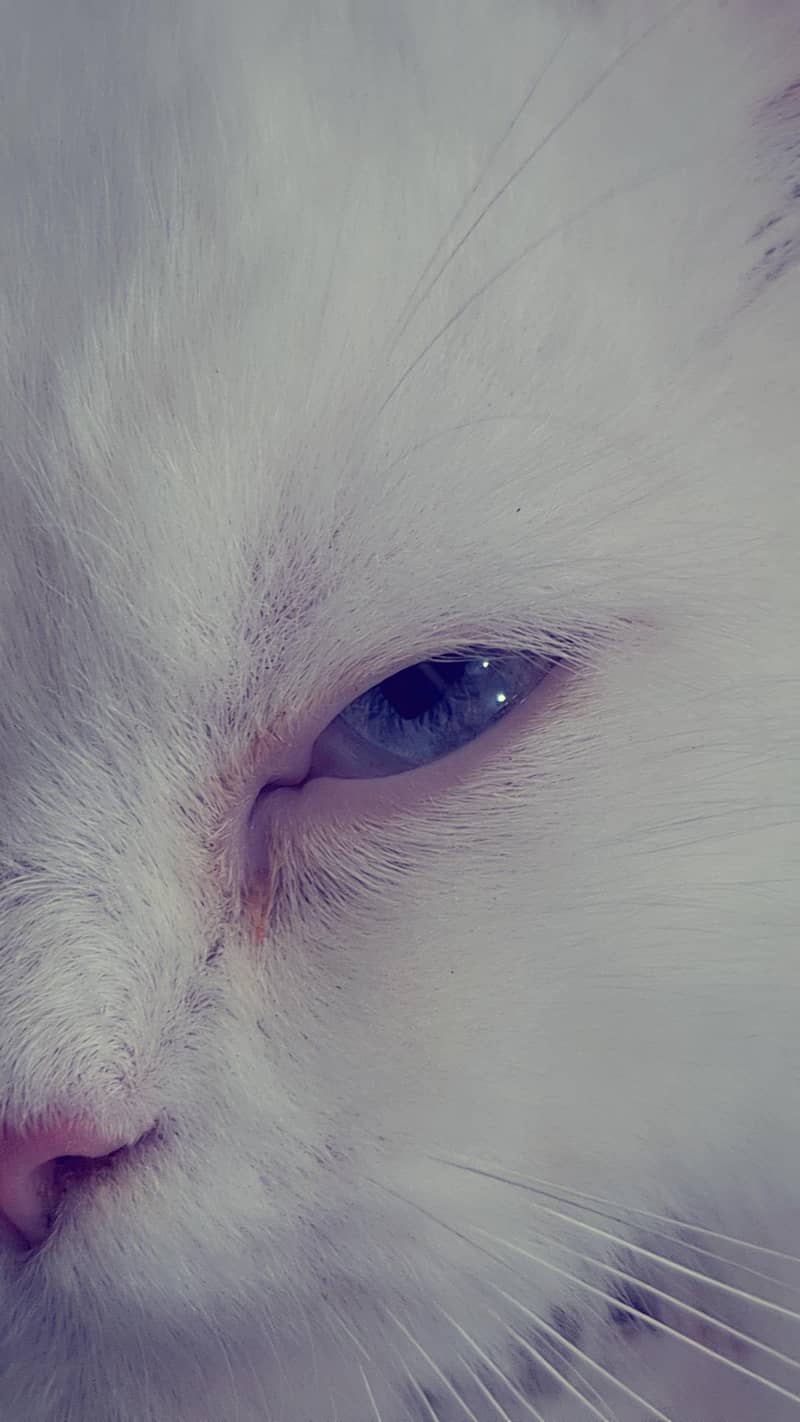 persian 2