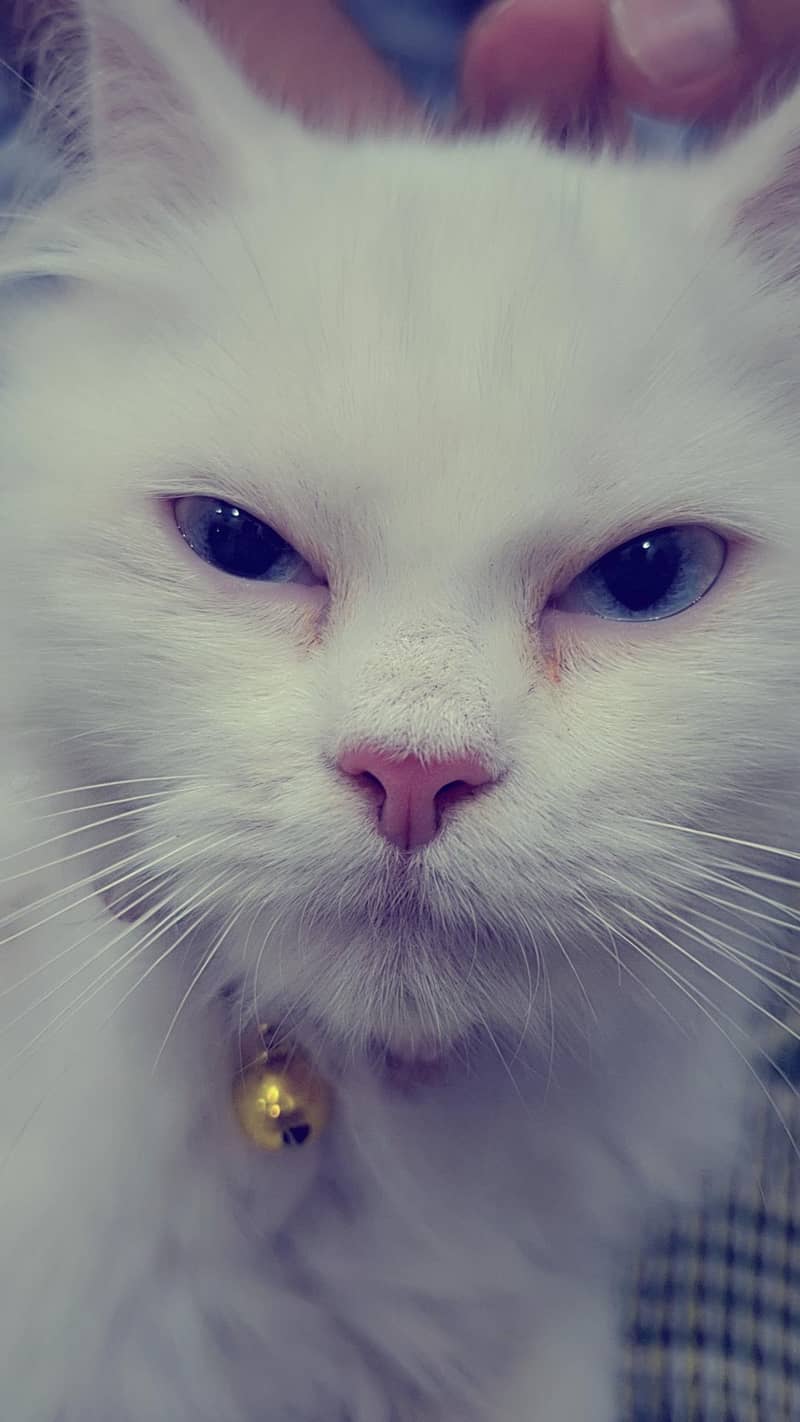 persian 4