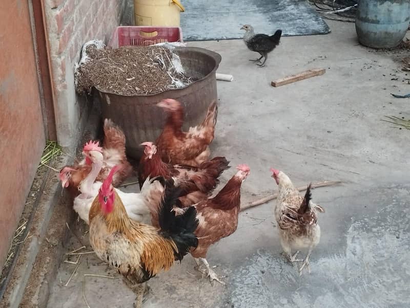 انڈے دینے والی گھر کی پالی ہوئ دیسی مرغیاں 3