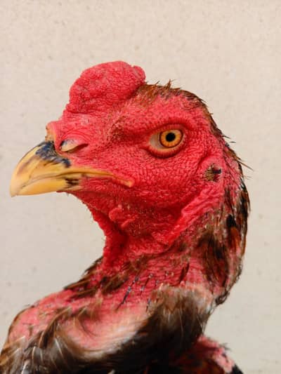 Penus Pakoye 0-3-0-0-0-3-5-0-9-5-0