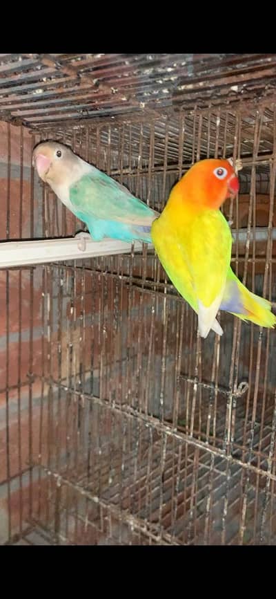 Love Birds For Sale