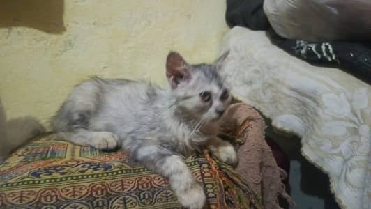all ok long coat baby little tam