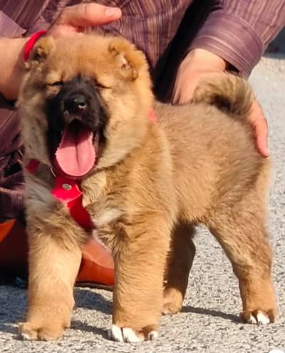 Kangal | pure Kangal |original Kangal puppy | Turkish kangal dog