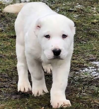 King alabai | alabai puppies pair | alabai dog for sale | Alabai