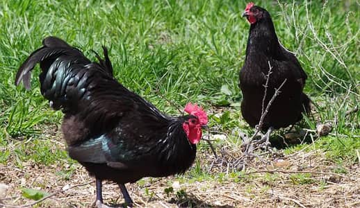 Pure black Australorp male Available weight 1.5kg