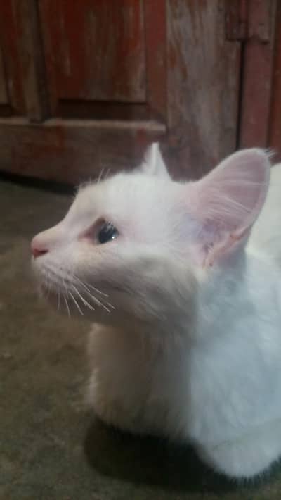 Persian White Cat