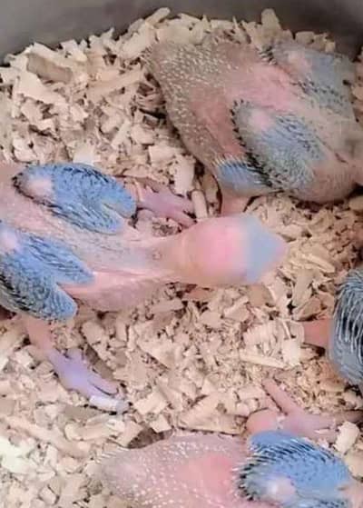 Green ringneck chick's