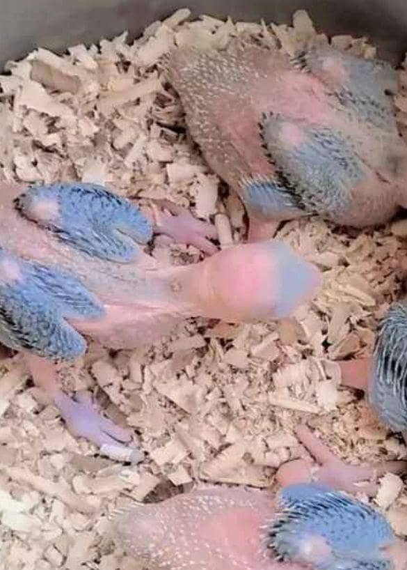 Green ringneck chick's 0