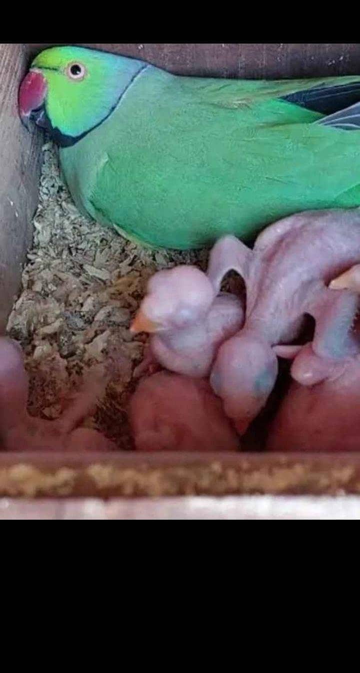 Green ringneck chick's 1
