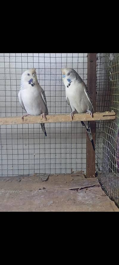 hand tame parrot/finch/ budgies/ doves