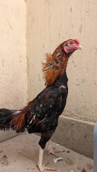 Aseel breeding Pair urgent sell