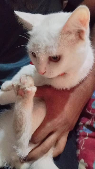 male cat for sale