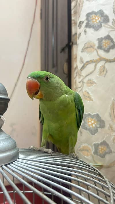 raw parrot and green rinngneck for sale