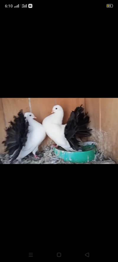 black tail pigeon breader pair for sale quality flower tail
