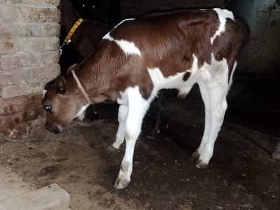 taza sui bachi milk 12 kg Sath baccha